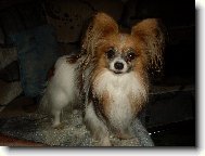 N� milovan� Kime�ek