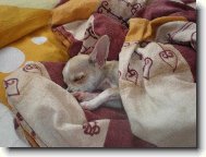 Luc�k spink�
