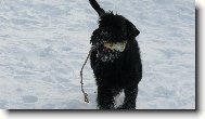 Brixi�ka