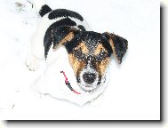 Jack na sn�hu