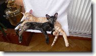 �ofka a Tlap�k