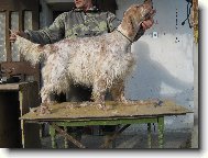 SETTER INGLESE DALL"ITALIA