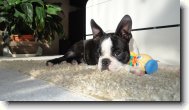 Bostonsk� teri�r-Berwin