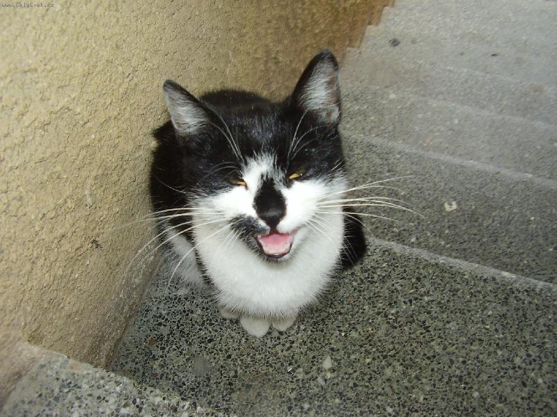 Foto: Micinka