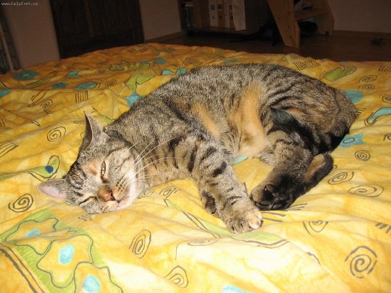 Foto: Znud�n� ko�i�ka-Sladk� to �ivot ko�ek, po��d se jenom v�l� :o)