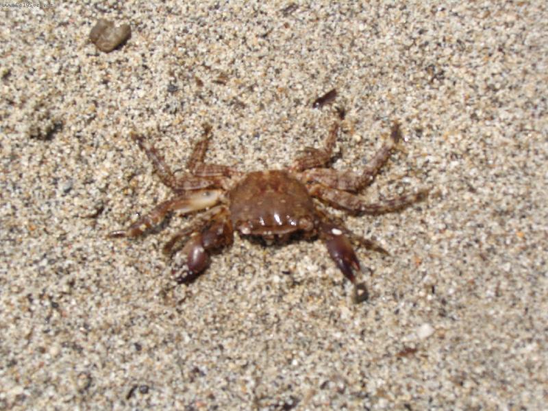 Foto: Krab