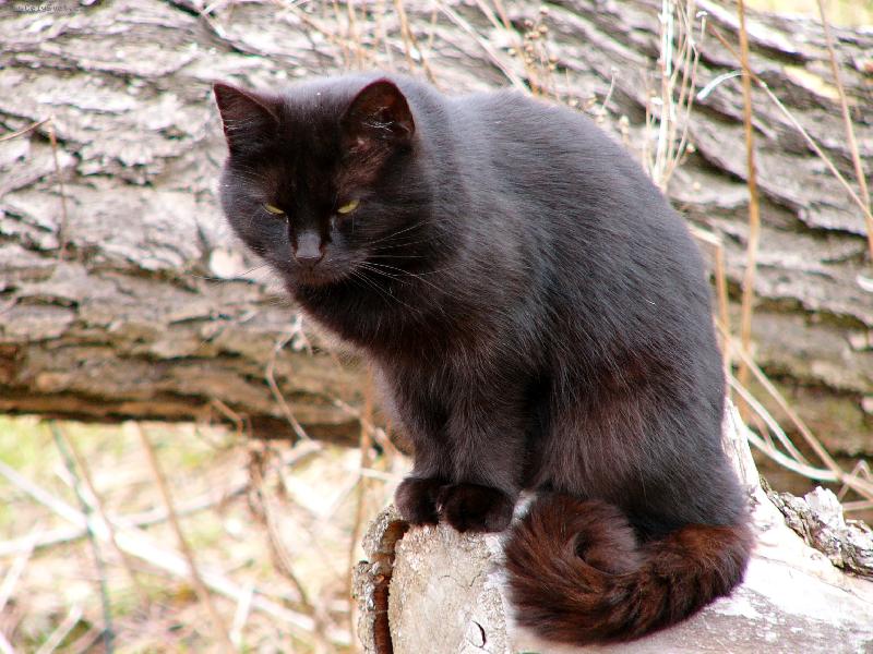 Foto: Ve st�ehu