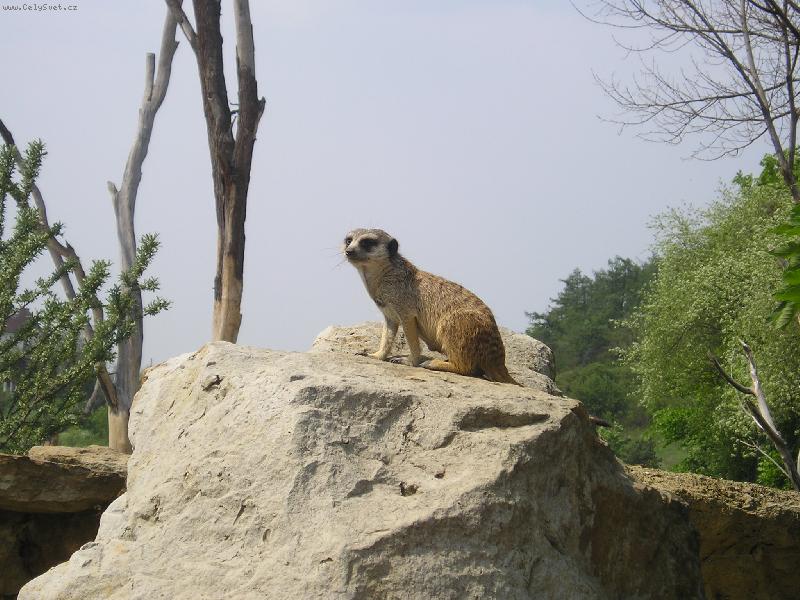 Foto: surikata