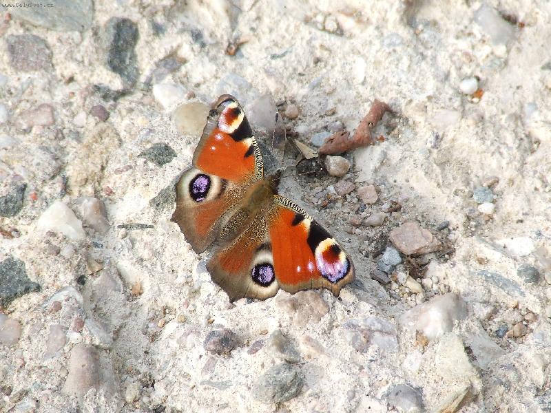 Foto: Mot�l-macro