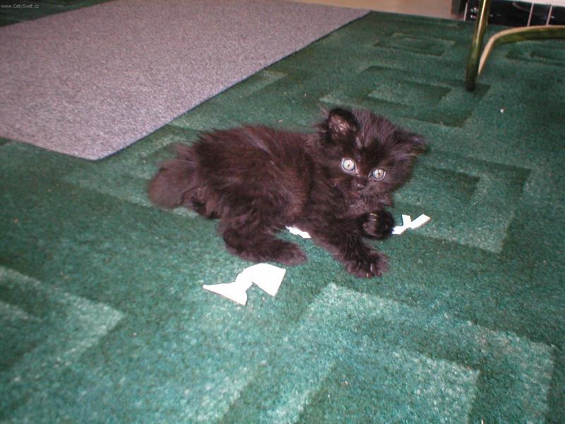 Foto: MIMI