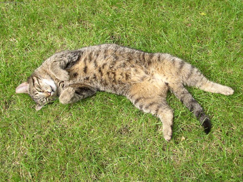 Foto: Siesta