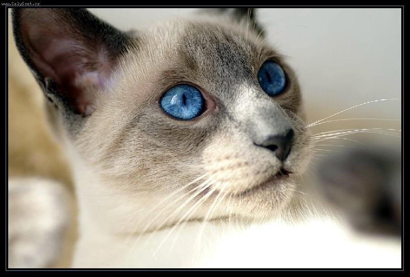 Foto: Chilli :o)