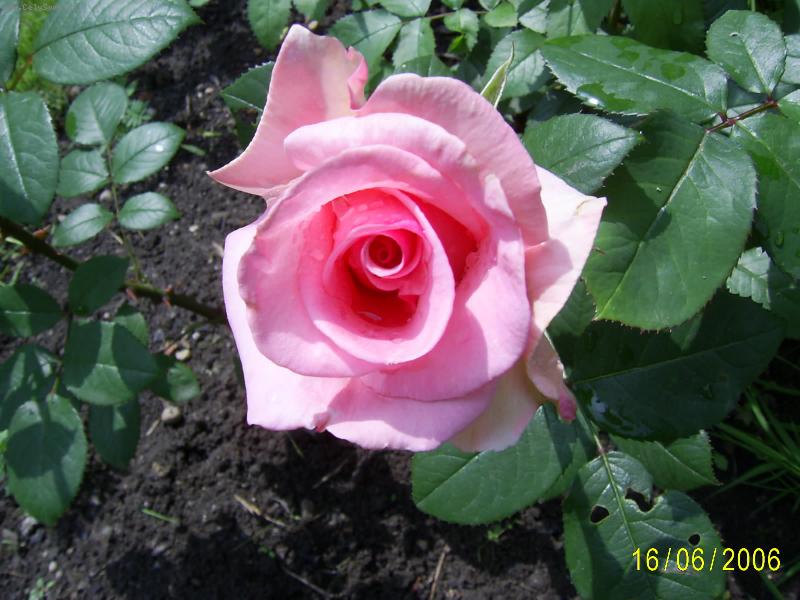 Foto: na zahrad�