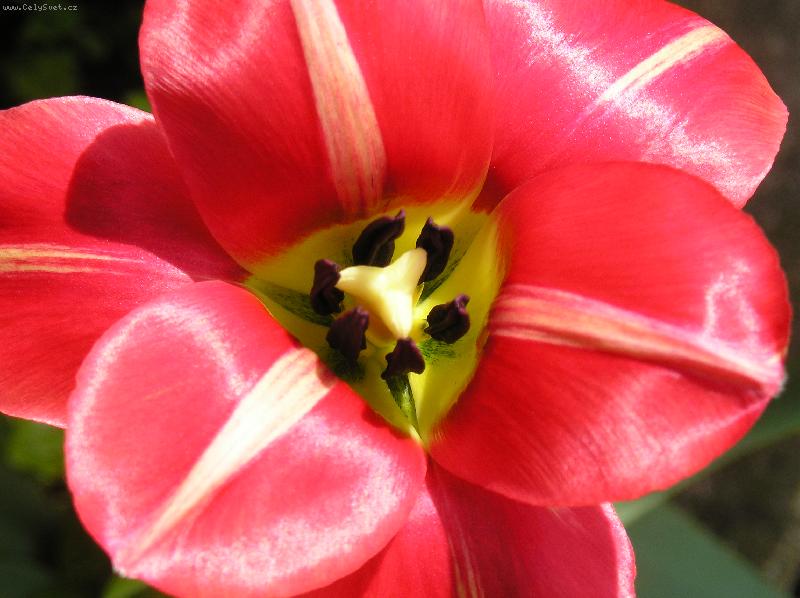 Foto: Tulip�n