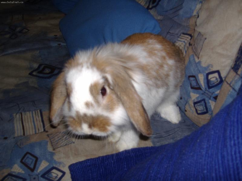 Foto: Hop��ek