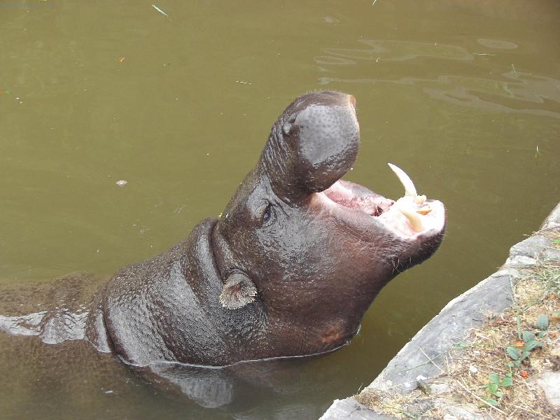 Foto: Hroch v ZOO