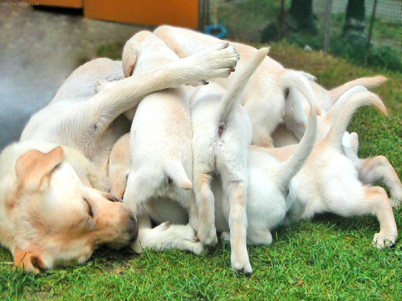 Foto: �es� a jej� roztomile d�ti�ky-...hur����� ob�d!!!
