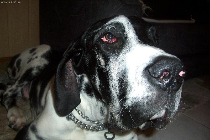 Foto: Anubis
