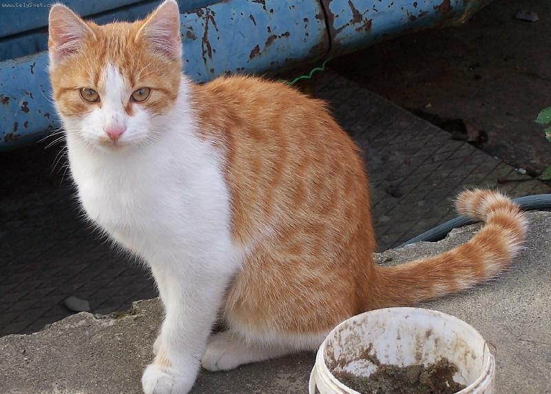 Foto: kocour Kocour