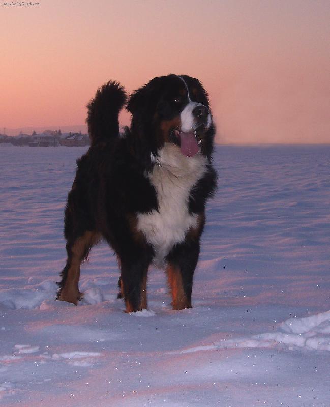 Foto: BERNIE