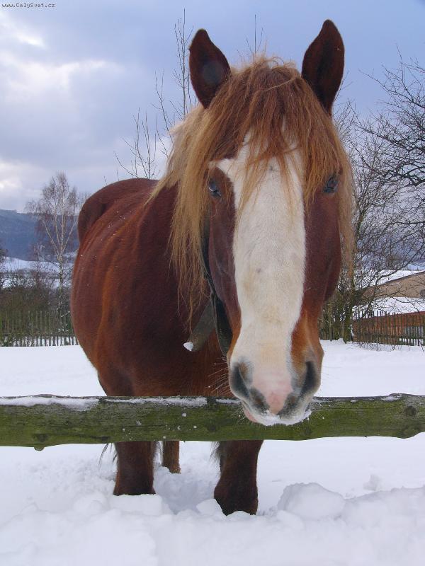 Foto: Jur�ek