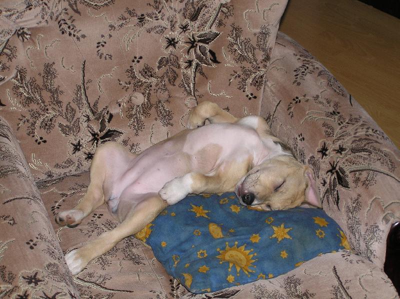 Foto: siesta
