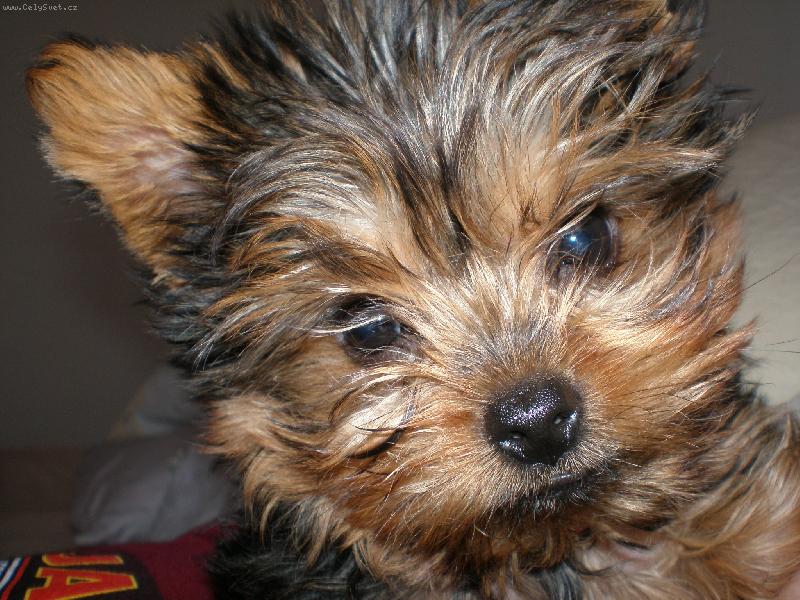 Foto: Nelinka