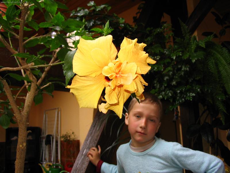 Foto: Moje kv�tka