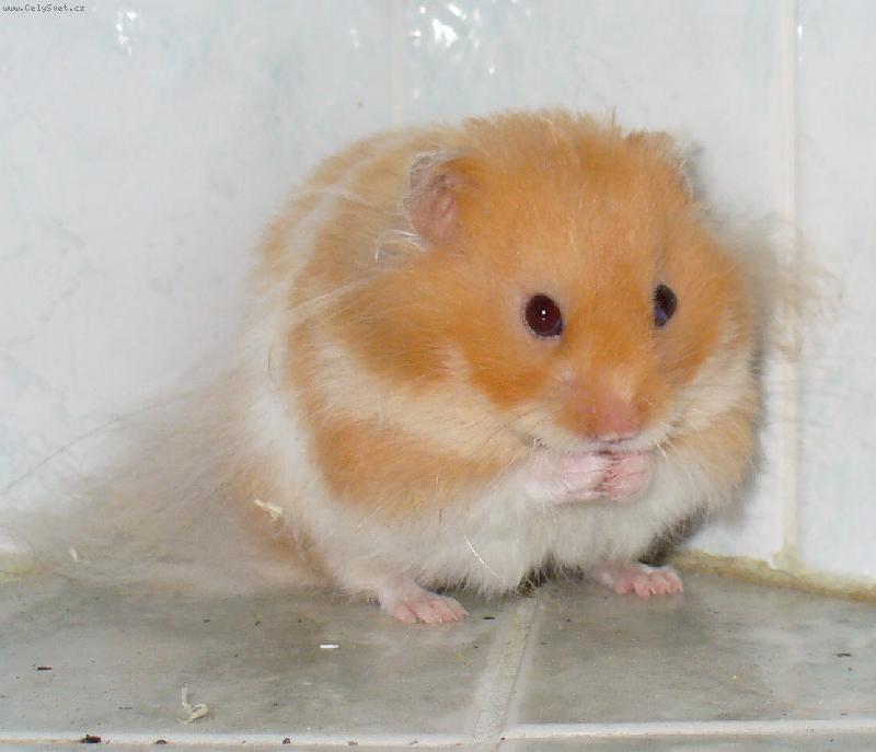 Foto: Neo