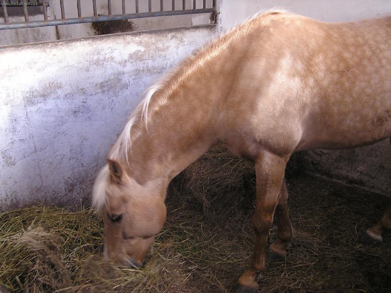 Foto: Grif