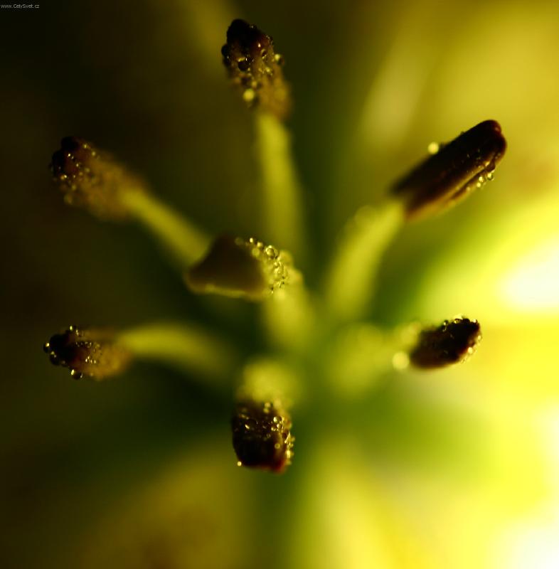 Foto: macro