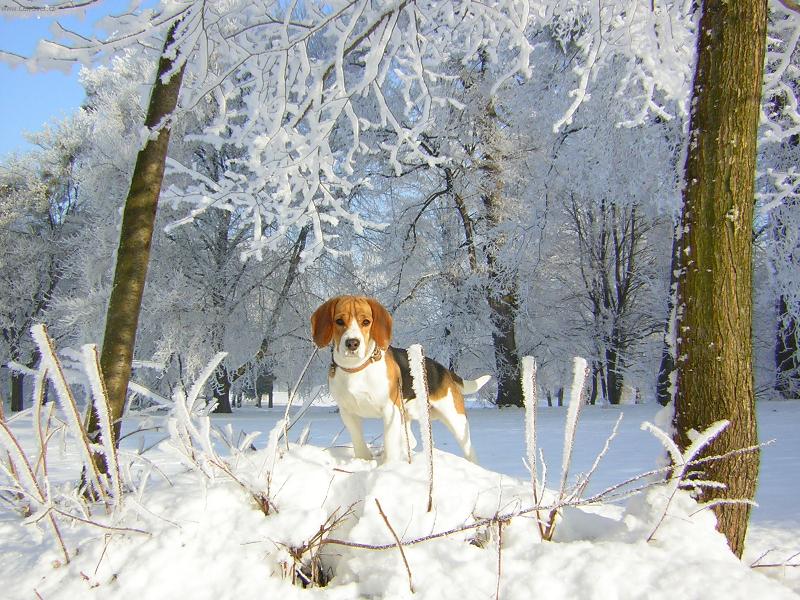 Foto: Indi
