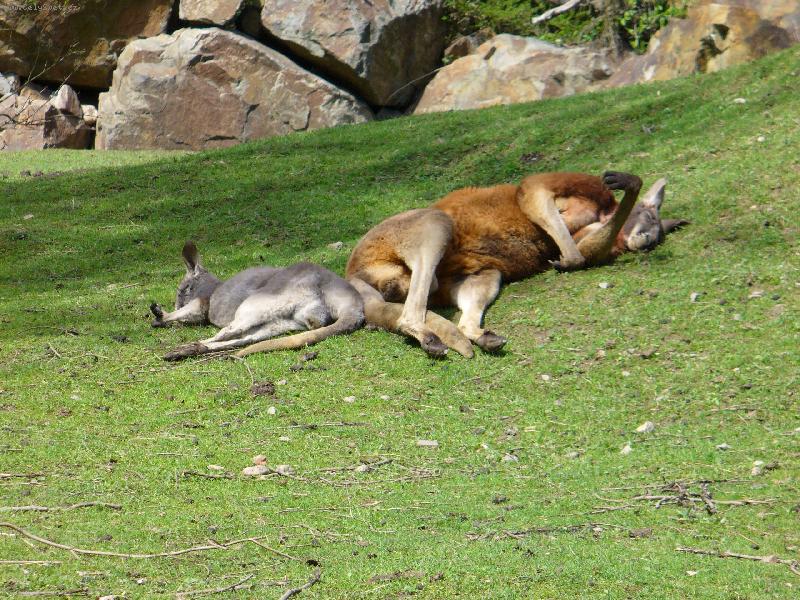 Foto: Siesta