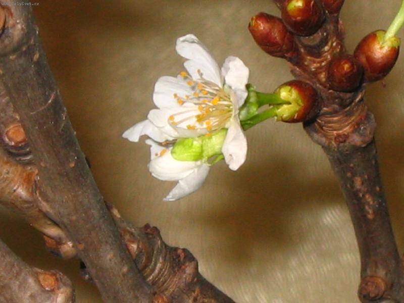 Foto: barborka