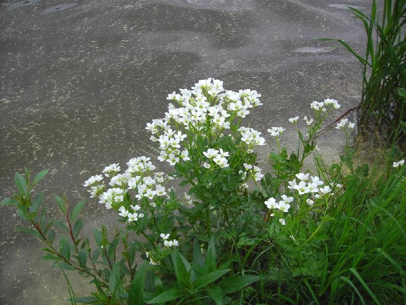 Foto: u vody