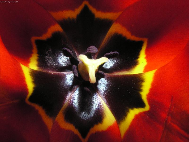 Foto: tulip�n