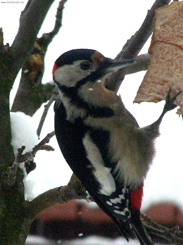 Foto: Strakapoud