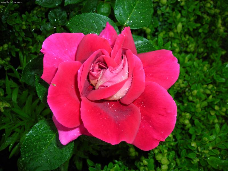 Foto: Rosa