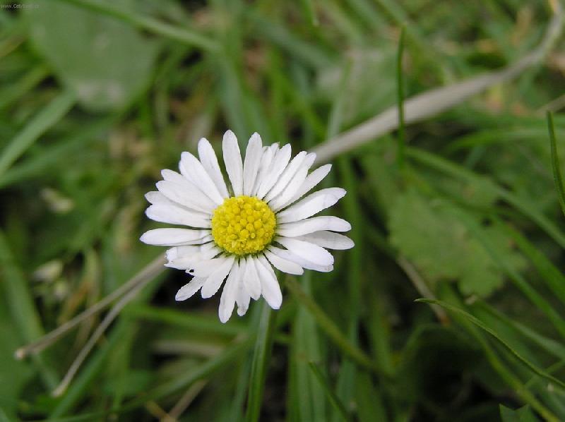 Foto: Sedmikr�ska