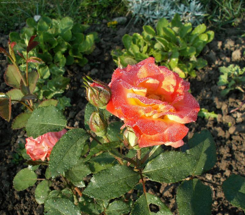 Foto: Ran� rosa