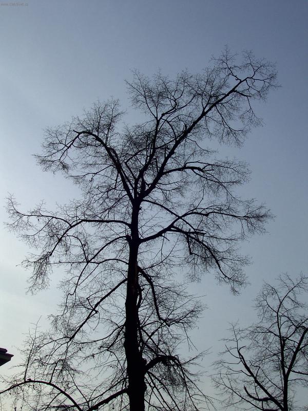 Foto: Strom