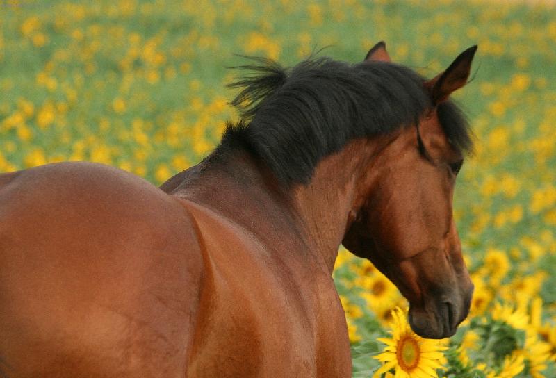 Foto: Sunflower