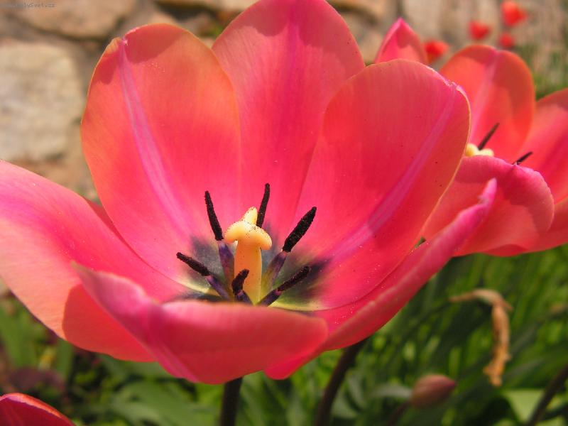 Foto: Tulip�n