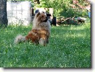 Py�n� princezna