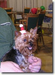 vesel� silvestr