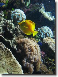 Lybi�ta