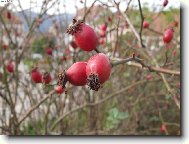 Podzimn� ��pek
