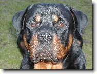 Arwen p�zuje