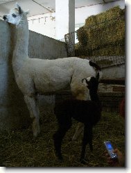Lama Krotk�