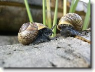 �ne�� rande
